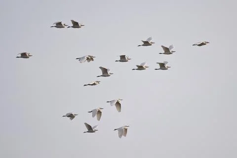 Cattle Egret Bubulcus iris flying Coto de Donana Spain Europe Stock Photos