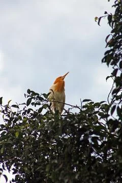 A cattle egret (bubulcus) perching on the tree, a cosmopolitan genus of her.. Foto stock