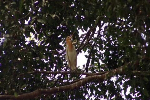 A cattle egret (bubulcus) perching on the tree, a cosmopolitan genus of her.. Stock Photos