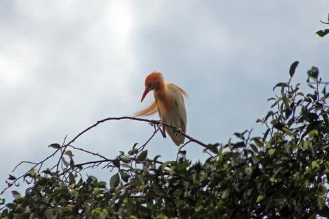 A cattle egret (bubulcus) perching on the tree, a cosmopolitan genus of her.. Foto stock