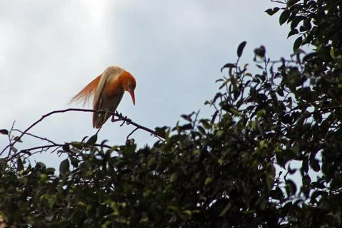 A cattle egret (bubulcus) perching on the tree, a cosmopolitan genus of her.. Foto stock