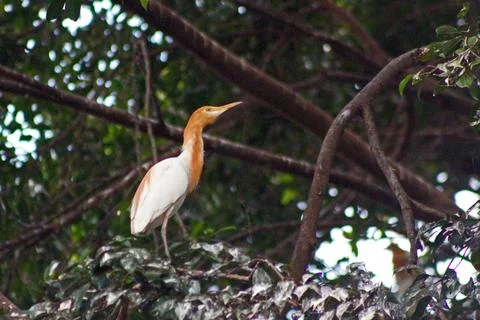 A cattle egret (bubulcus) perching on the tree, a cosmopolitan genus of her.. Foto stock