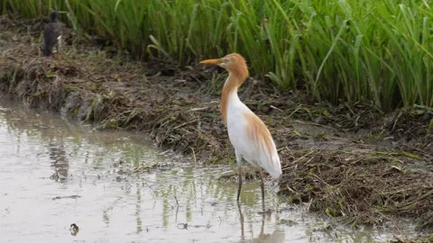 A cattle egret is drinking water Stock Footage 314577617