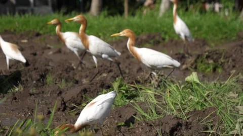 Cattle egret eating Video stock 242081005