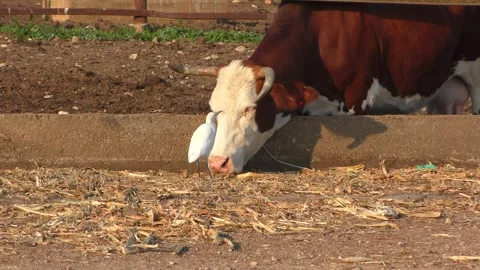 A cattle egret eats flies and parasites from the eyes of a cow in symbiosis Stock Footage 274737273