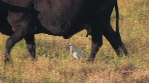 Cattle egret feeds with cow Stock Footage 24694381