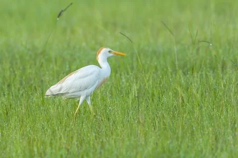 Cattle egret in field. Stock Photos