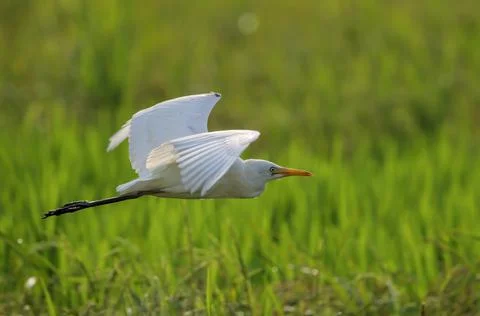 Cattle egret in flight Stock Photos