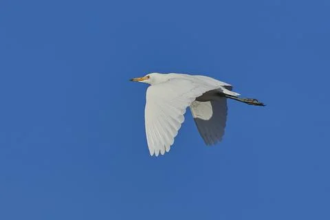 Cattle egret in flight Stock Photos