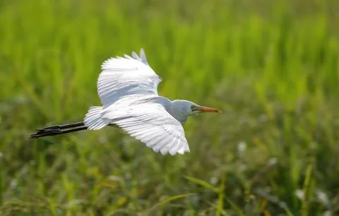 Cattle egret in flight. Stock Photos