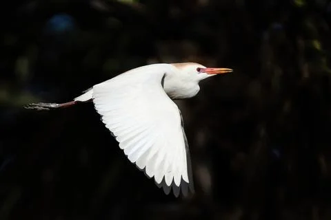 A cattle egret flying over the nesting area Stock Photos