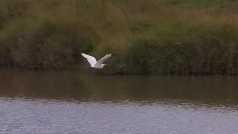 Cattle Egret flying by pond Video stock 172160175