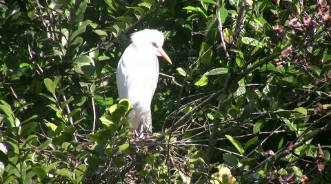 Cattle egret Stock Footage 649376