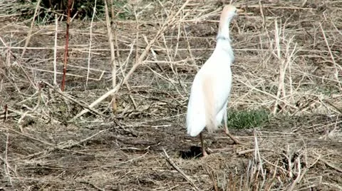 Cattle Egret Stock Footage 11409615