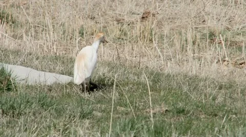 Cattle Egret Stock Footage 21887312