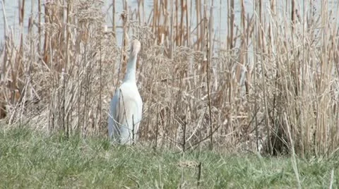 Cattle Egret Stock Footage 21887638