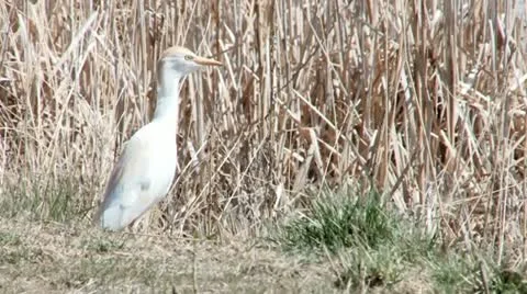 Cattle Egret Stock Footage 21887716