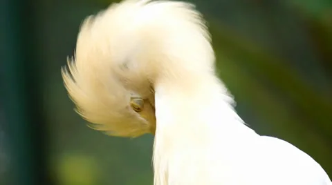 Cattle Egret Stock Footage 33827467