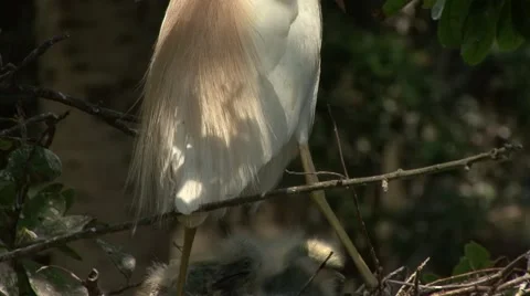 Cattle Egret Stock Footage 41735725