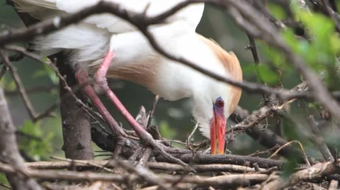 Cattle egret 库存影片 59314674