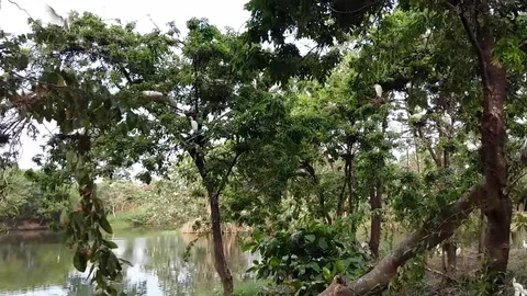 Cattle Egret Video stock 98403985