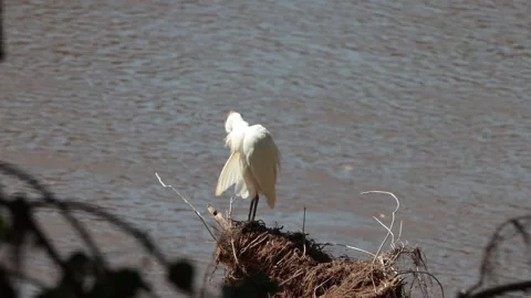 Cattle Egret Stock Footage 298661693