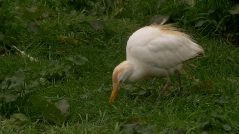 Cattle egret foraging in long grss Video stock 82660449