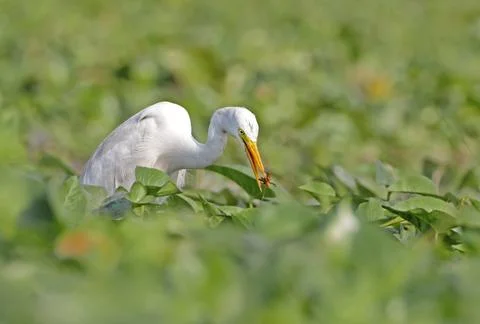 Cattle Egret with a Kill. Stock Photos