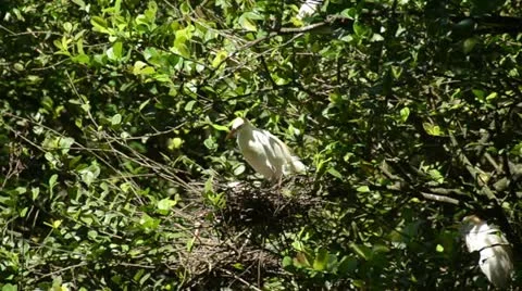 Cattle egret nesting (Bubulcus ibis) Stock Footage 12020996