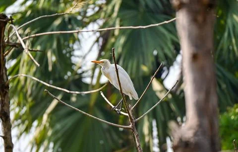 Cattle Egret Perched on Tree Branch Against Sky 스톡 사진
