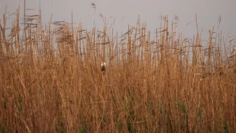 Cattle Egret perching on Long Grass Stock-Footage 277911472