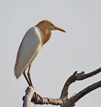 Cattle Egret Foto stock