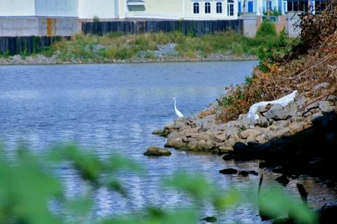 Cattle Egret Stock-Fotos