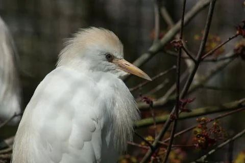 Cattle Egret Stock Photos