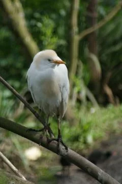 Cattle Egret Stock Photos