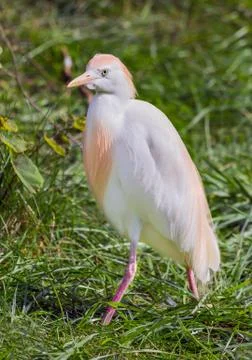 Cattle Egret Stock Photos