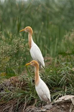 Cattle Egret Stock Photos