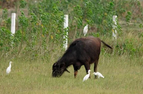 Cattle Egret Stock Photos