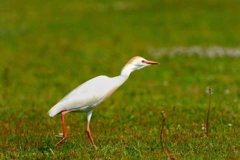 Cattle egret Foto stock