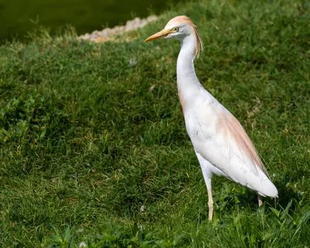 Cattle Egret Stock Photos