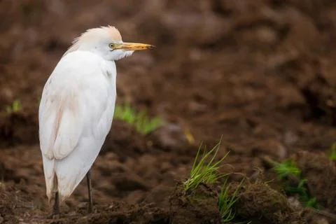 Cattle Egret Fotos Stock