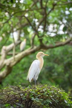 Cattle egret Foto stock