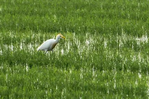 Cattle egret Stock Photos
