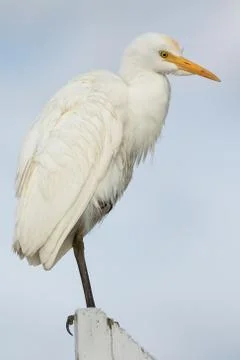 Cattle Egret Stock Photos
