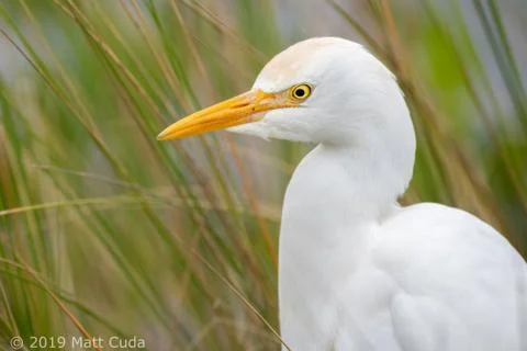 Cattle Egret Stock Photos