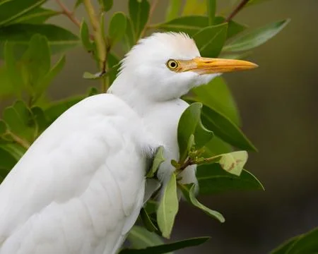 Cattle Egret Stock Photos