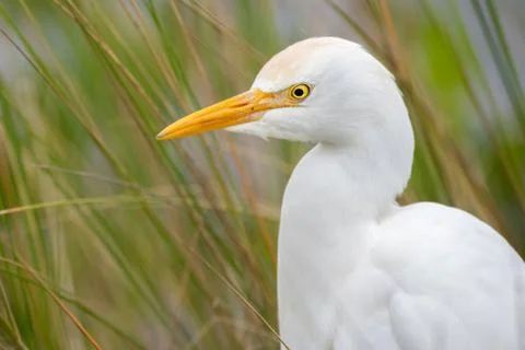 Cattle Egret Stock Photos