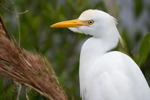 Cattle Egret Stock Photos