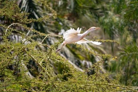 CATTLE EGRET Stock Photos