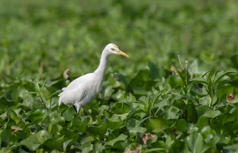 Cattle egret Stock Photos